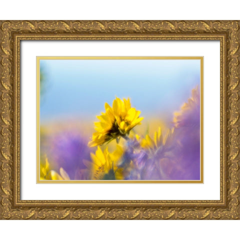 USA-Washington State Close-up of Arrowleaf Balsamroot and lupine Gold Ornate Wood Framed Art Print with Double Matting by Eggers, Terry