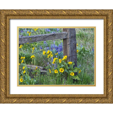 USA-Washington State Fence line with spring wildflowers Gold Ornate Wood Framed Art Print with Double Matting by Eggers, Terry