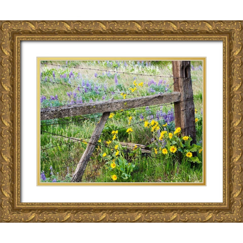 USA-Washington State Fence line with spring wildflowers Gold Ornate Wood Framed Art Print with Double Matting by Eggers, Terry