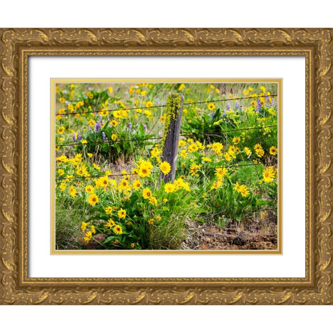 USA-Washington State Fence line with spring wildflowers Gold Ornate Wood Framed Art Print with Double Matting by Eggers, Terry
