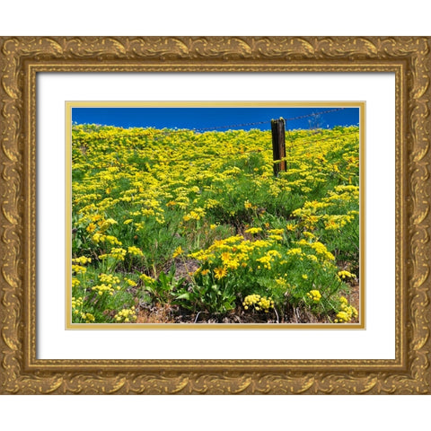 USA-Washington State Fence line and wildflowers Gold Ornate Wood Framed Art Print with Double Matting by Eggers, Terry