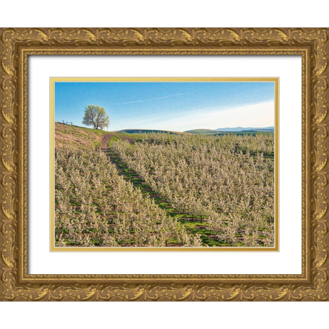 USA-Washington State Lone tree on hillside of orchard of apples Gold Ornate Wood Framed Art Print with Double Matting by Eggers, Terry