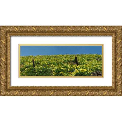 USA-Washington State Panorama of fence line and wildflowers Gold Ornate Wood Framed Art Print with Double Matting by Eggers, Terry