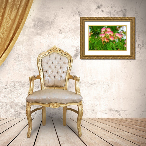Mimosa tree flowers. Seattle- Washington. Gold Ornate Wood Framed Art Print with Double Matting by Haseltine, Tom