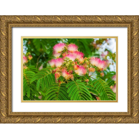 Mimosa tree flowers. Seattle- Washington. Gold Ornate Wood Framed Art Print with Double Matting by Haseltine, Tom