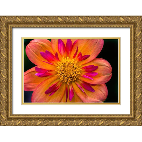 Orange pink Collarette Dahlia Blooming Dahlia named Kelsey Annie Joy Gold Ornate Wood Framed Art Print with Double Matting by Perry, William