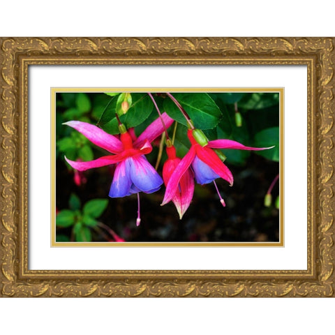 Blue red Hardy Fuchsia Blooming Scientific named Genii Fuchsia Gold Ornate Wood Framed Art Print with Double Matting by Perry, William