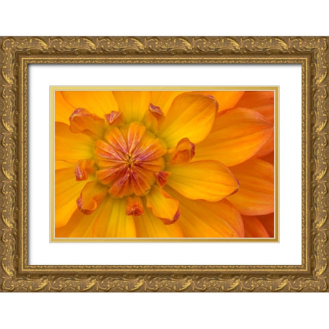 Orange yellow Waterlily Many Petals Dahlia Blooming Gold Ornate Wood Framed Art Print with Double Matting by Perry, William