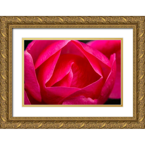 Pink Hybrid Tea Rose Blooming macro-Bellevue-Washington State Gold Ornate Wood Framed Art Print with Double Matting by Perry, William