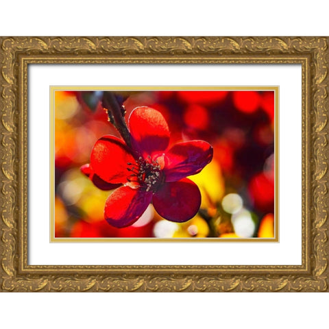 Maroon Atsuya Hamada Quince flowering-Bellevue-Washington State Gold Ornate Wood Framed Art Print with Double Matting by Perry, William