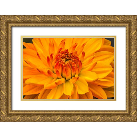 Yellow-orange dahlia blooming macro Gold Ornate Wood Framed Art Print with Double Matting by Perry, William