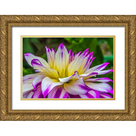 Blue purple white Dinnerplate AA dahlia blooming-Dahlia named Ferncliff Illusion Gold Ornate Wood Framed Art Print with Double Matting by Perry, William