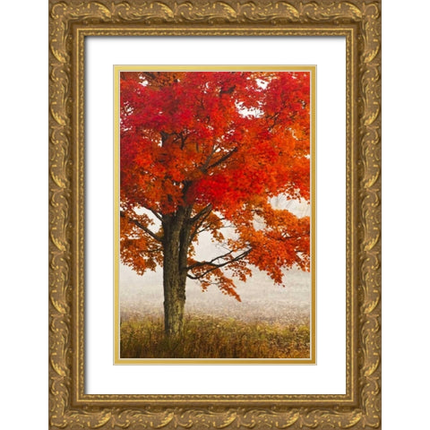 West Virginia, Davis Red maple in autumn color Gold Ornate Wood Framed Art Print with Double Matting by OBrien, Jay