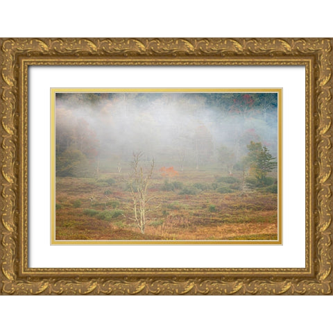 USA-West Virginia-Davis Foggy forest in fall colors Gold Ornate Wood Framed Art Print with Double Matting by Jaynes Gallery