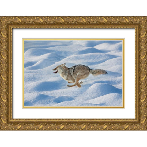 Coyote running through fresh snow-Yellowstone National Park-Wyoming Gold Ornate Wood Framed Art Print with Double Matting by Jones, Adam
