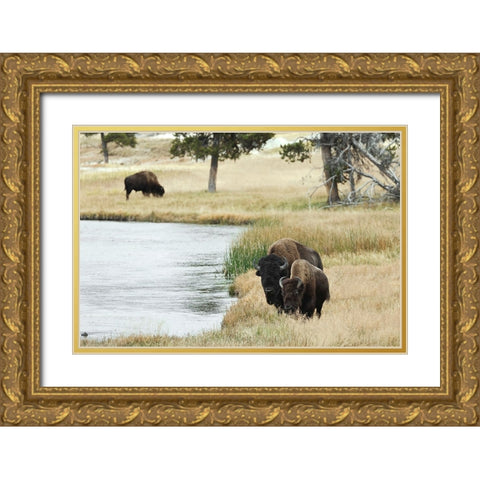 American Bison along Nez Perce River in autumn-Yellowstone National Park-Nez Perce River-Wyoming Gold Ornate Wood Framed Art Print with Double Matting by Jones, Adam