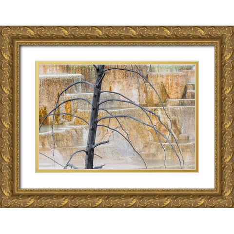 Dead tree and colorful terrace-Canary Spring-Mammoth Hot Springs-Yellowstone National Park-Wyoming Gold Ornate Wood Framed Art Print with Double Matting by Jones, Adam