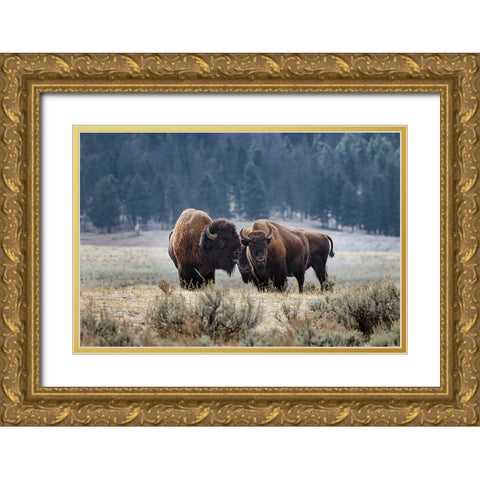 American Bison Yellowstone National Park-Wyoming Gold Ornate Wood Framed Art Print with Double Matting by Jones, Adam