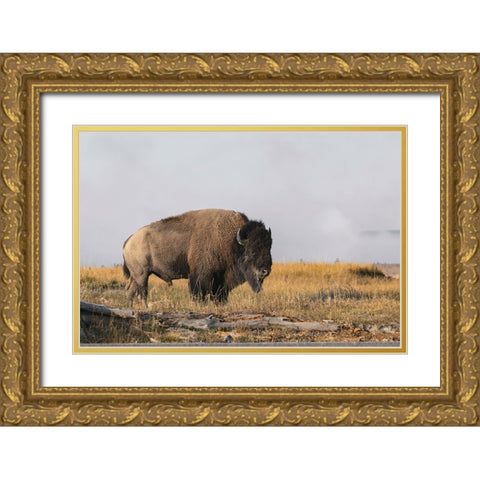 American Bison Yellowstone National Park-Wyoming Gold Ornate Wood Framed Art Print with Double Matting by Jones, Adam