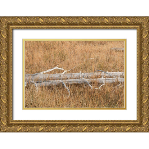 Fallen calcified trees near Grand Prismatic spring-Yellowstone National Park-Wyoming Gold Ornate Wood Framed Art Print with Double Matting by Jones, Adam