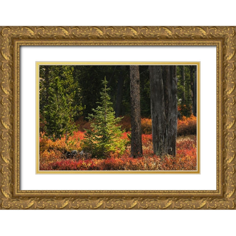 Blueberry leaves in autumn red coloration-Yellowstone National Park-Wyoming Gold Ornate Wood Framed Art Print with Double Matting by Jones, Adam