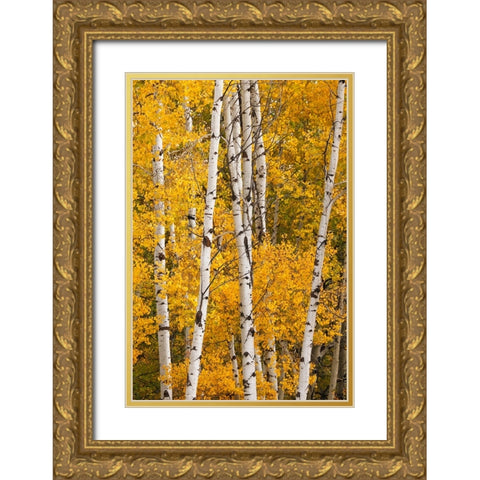 Pattern of white tree trunks among golden aspen leaves-Grand Teton National Park-Wyoming Gold Ornate Wood Framed Art Print with Double Matting by Jones, Adam