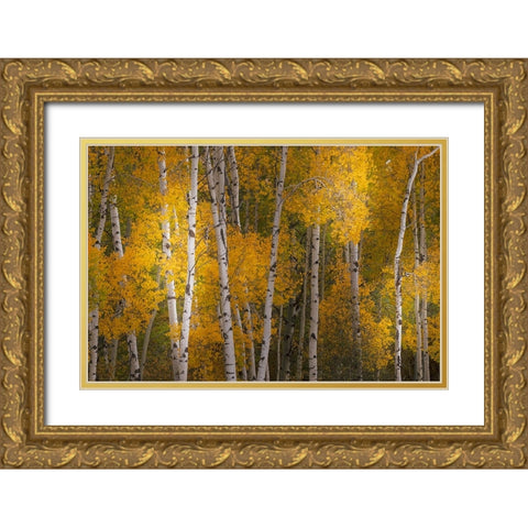 Pattern of white tree trunks among golden aspen leaves-Grand Teton National Park-Wyoming Gold Ornate Wood Framed Art Print with Double Matting by Jones, Adam