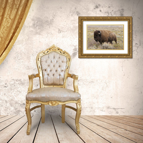 American Bison in sagebrush meadow Grand Teton National Park Gold Ornate Wood Framed Art Print with Double Matting by Jones, Adam