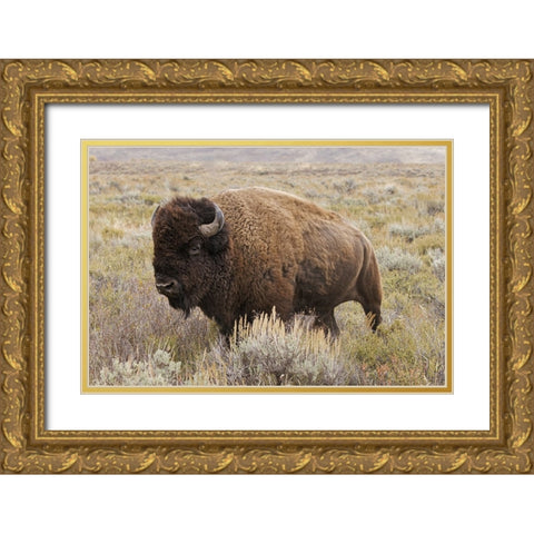 American Bison in sagebrush meadow Grand Teton National Park Gold Ornate Wood Framed Art Print with Double Matting by Jones, Adam