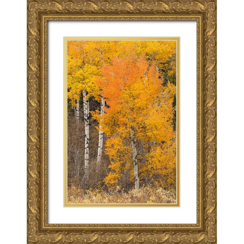 Autumn view of willows and aspen trees along shoreline of Two Ocean Lake-Grand Teton National Park Gold Ornate Wood Framed Art Print with Double Matting by Jones, Adam