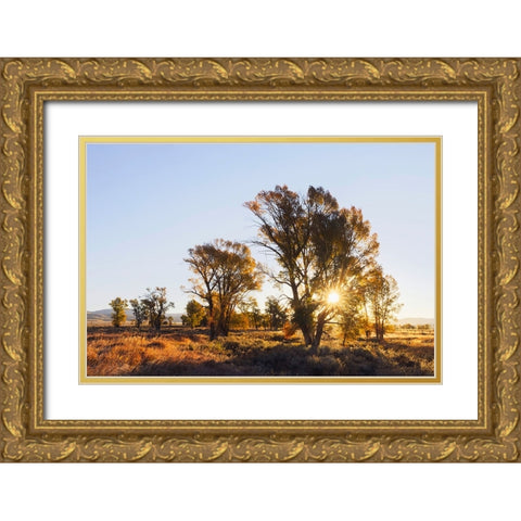 Sunrise through cottonwood trees-Grand Teton National Park-Wyoming Gold Ornate Wood Framed Art Print with Double Matting by Jones, Adam