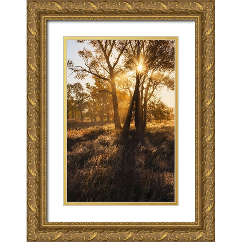Sunrise through cottonwood trees-Grand Teton National Park-Wyoming Gold Ornate Wood Framed Art Print with Double Matting by Jones, Adam