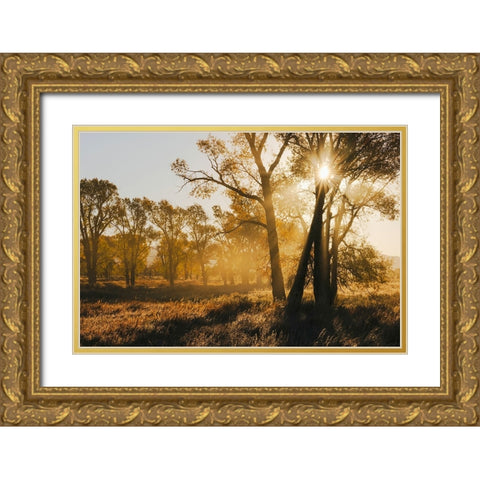 Sunrise through cottonwood trees-Grand Teton National Park-Wyoming Gold Ornate Wood Framed Art Print with Double Matting by Jones, Adam