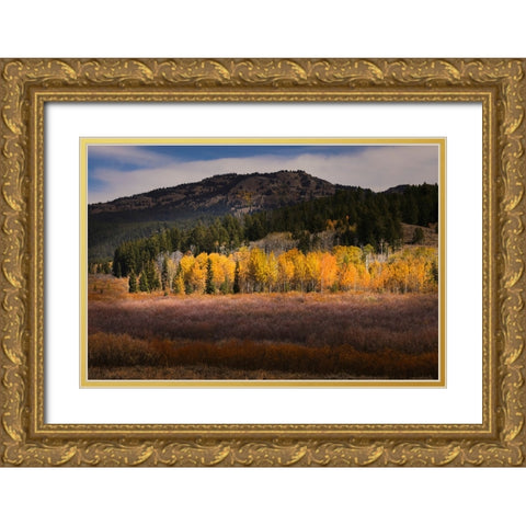 Autumn view of willows and aspen groves-Grand Teton National Park-Wyoming Gold Ornate Wood Framed Art Print with Double Matting by Jones, Adam