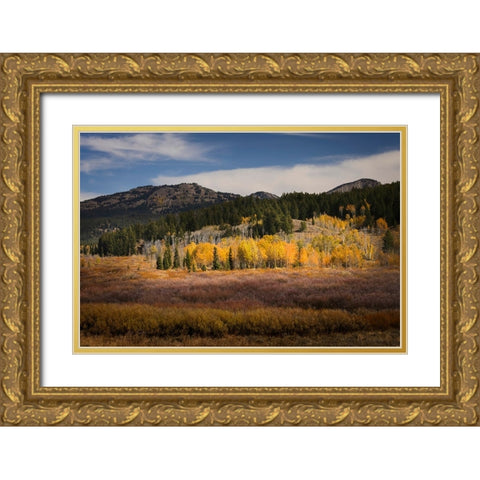 Autumn view of willows and aspen groves-Grand Teton National Park-Wyoming Gold Ornate Wood Framed Art Print with Double Matting by Jones, Adam