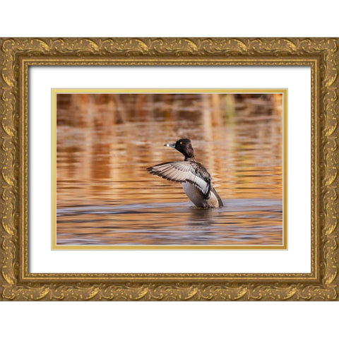 Ring-necked Duck-Grand Teton National Park-Wyoming Gold Ornate Wood Framed Art Print with Double Matting by Jones, Adam