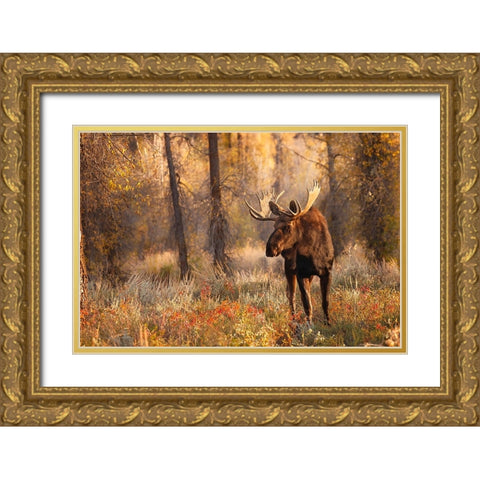 Bull moose in autumn-Grand Teton National Park-Wyoming Gold Ornate Wood Framed Art Print with Double Matting by Jones, Adam
