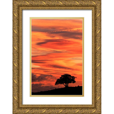 Single tree silhouetted at sunrise-Yellowstone National Park-Wyoming Gold Ornate Wood Framed Art Print with Double Matting by Jones, Adam
