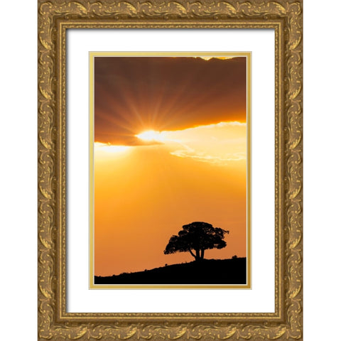 Single tree silhouetted at sunrise-Yellowstone National Park-Wyoming Gold Ornate Wood Framed Art Print with Double Matting by Jones, Adam
