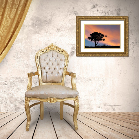 Single tree silhouetted at sunrise-Yellowstone National Park-Wyoming Gold Ornate Wood Framed Art Print with Double Matting by Jones, Adam