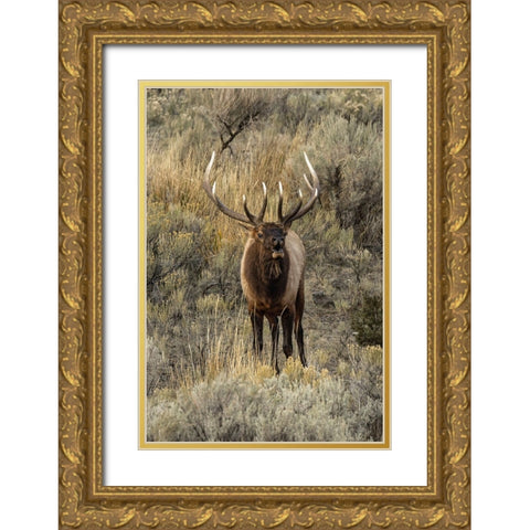 Bull elk bugling or wapiti-Yellowstone National Park-Wyoming Gold Ornate Wood Framed Art Print with Double Matting by Jones, Adam