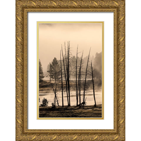 Dead trees near geothermal feature-Yellowstone National Park-Wyoming Gold Ornate Wood Framed Art Print with Double Matting by Jones, Adam