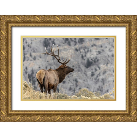 Bull elk or wapiti-Yellowstone National Park-Wyoming Gold Ornate Wood Framed Art Print with Double Matting by Jones, Adam