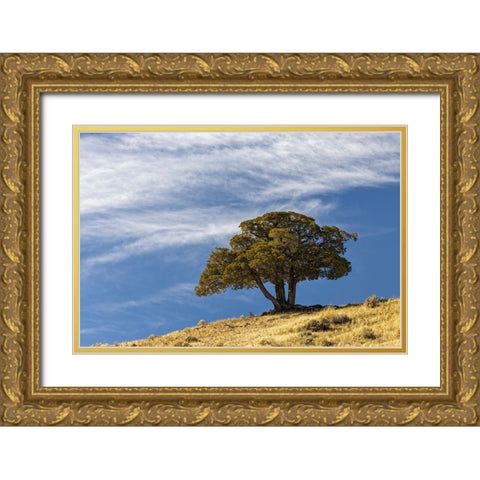 Single cedar tree on ridge top-Yellowstone National Park-Wyoming Gold Ornate Wood Framed Art Print with Double Matting by Jones, Adam