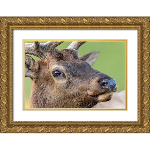Bull elk or wapiti-Yellowstone National Park-Wyoming Gold Ornate Wood Framed Art Print with Double Matting by Jones, Adam