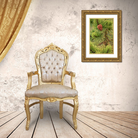 Lodgepole pine and pinecone-Yellowstone National Park-Wyoming Gold Ornate Wood Framed Art Print with Double Matting by Jones, Adam