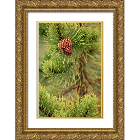 Lodgepole pine and pinecone-Yellowstone National Park-Wyoming Gold Ornate Wood Framed Art Print with Double Matting by Jones, Adam