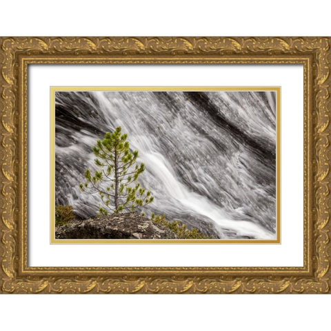 Small pine tree and Gibbon Falls-Yellowstone National Park-Wyoming Gold Ornate Wood Framed Art Print with Double Matting by Jones, Adam