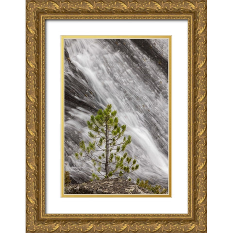 Small pine tree and Gibbon Falls-Yellowstone National Park-Wyoming Gold Ornate Wood Framed Art Print with Double Matting by Jones, Adam