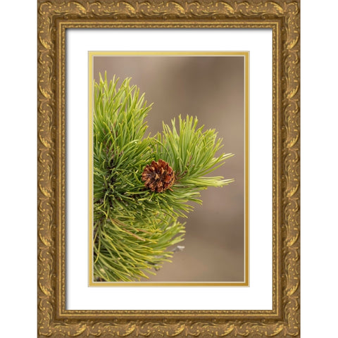 Lodgepole pine and pinecone-Yellowstone National Park-Wyoming Gold Ornate Wood Framed Art Print with Double Matting by Jones, Adam